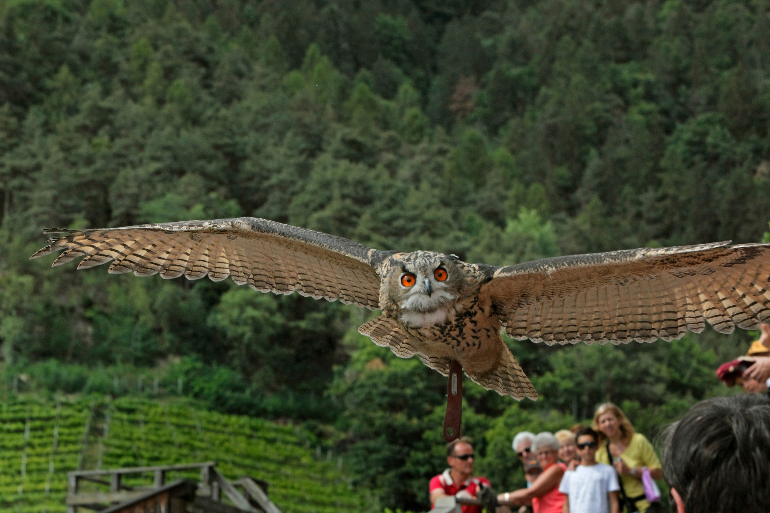 Close-up of an owl in flight.