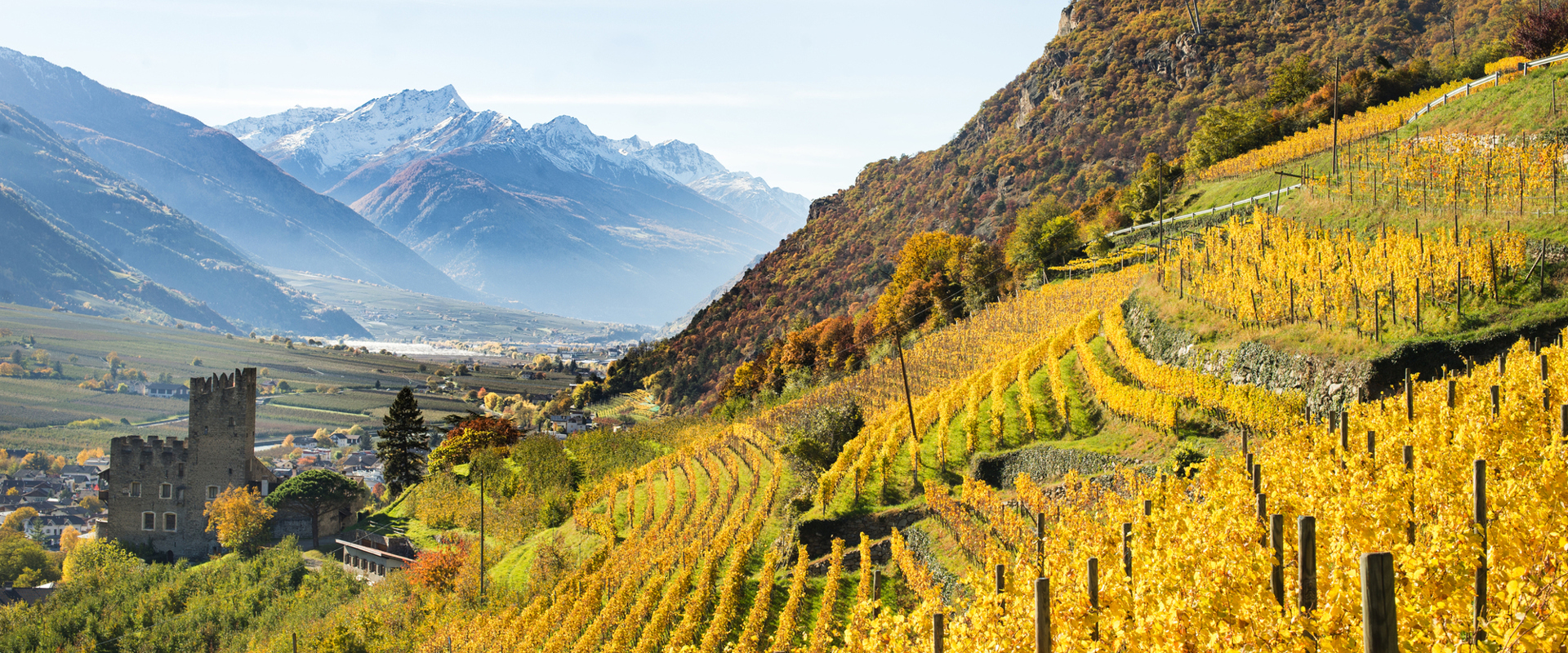Vineyards of the Falkenstein winery in autumn