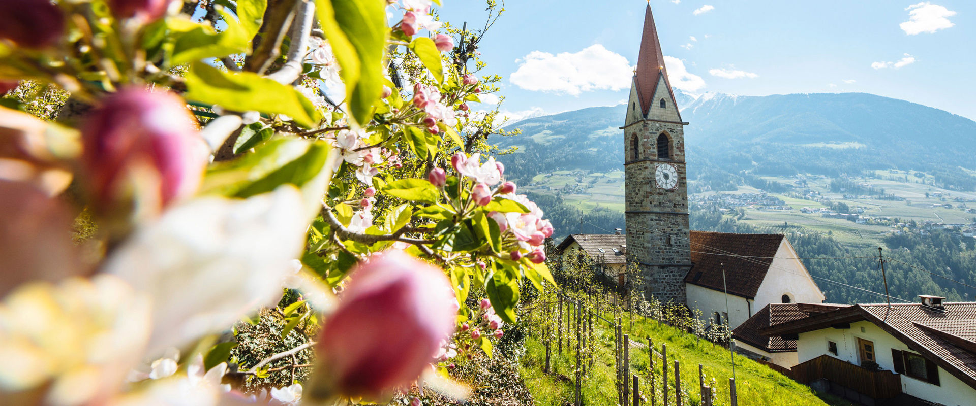 Parish church of Kuens  Apple blossoms and parish church of Kuens to Saints Mauritius and Korbinian