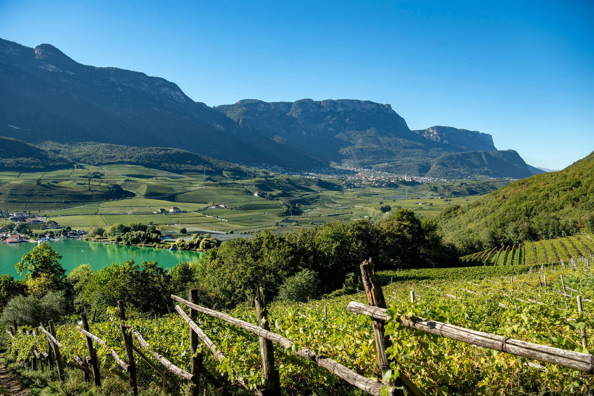 Fenced vineyard next to the shore of Lake Kaltern
