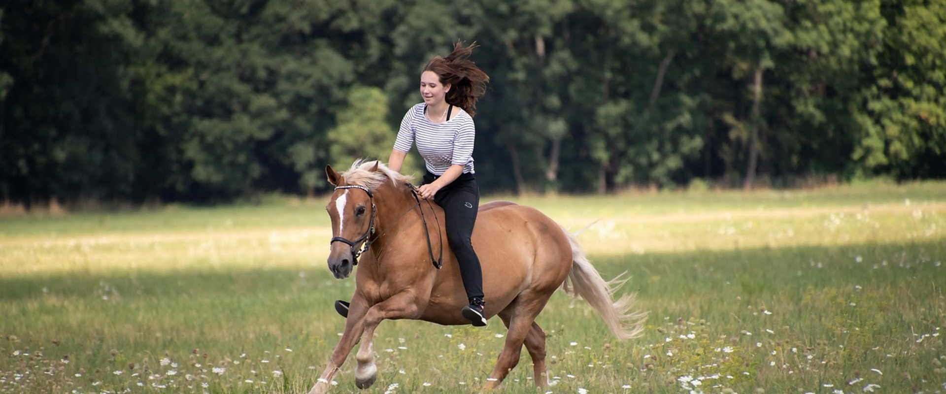 Haflinger Riding in Bozen, young woman on Haflinger riding across a meadow