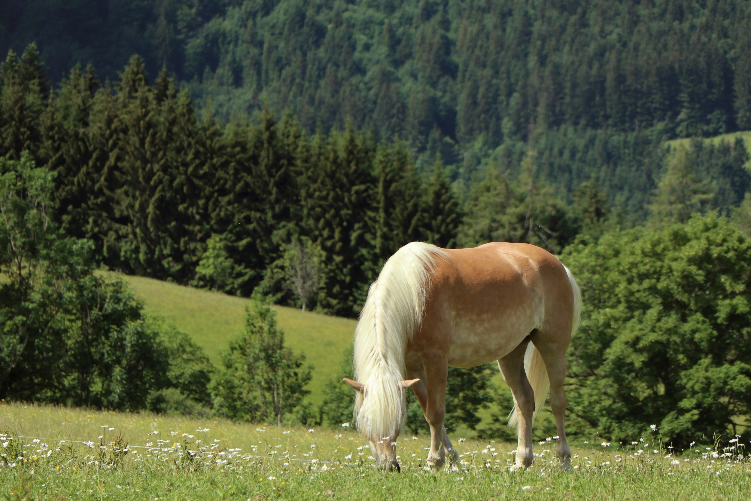 Grazing Haflinger horse on pasture in the south of South Tyrol