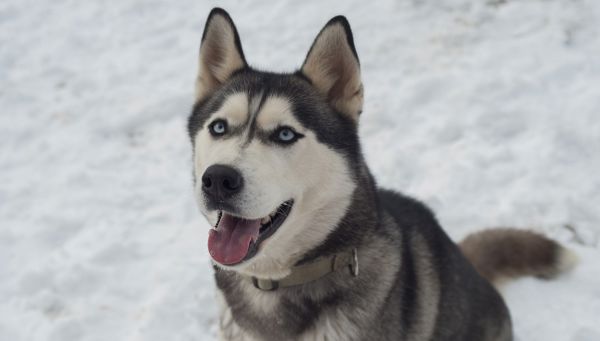 Sleeën met husky's