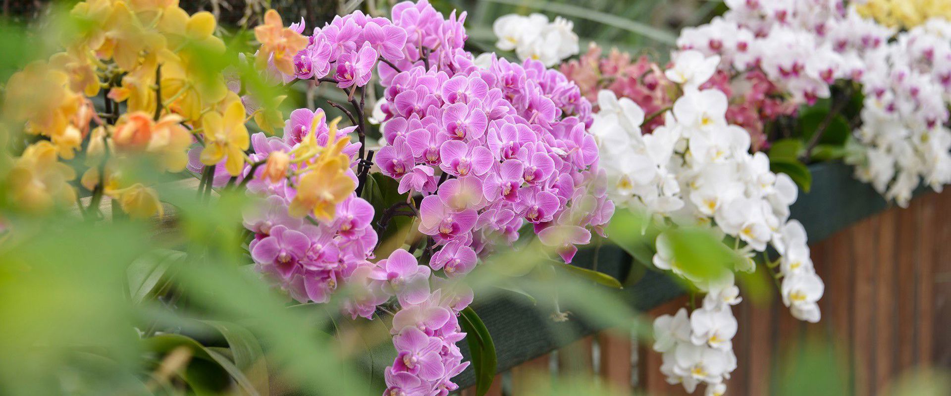 The World of Raffeiner Orchids