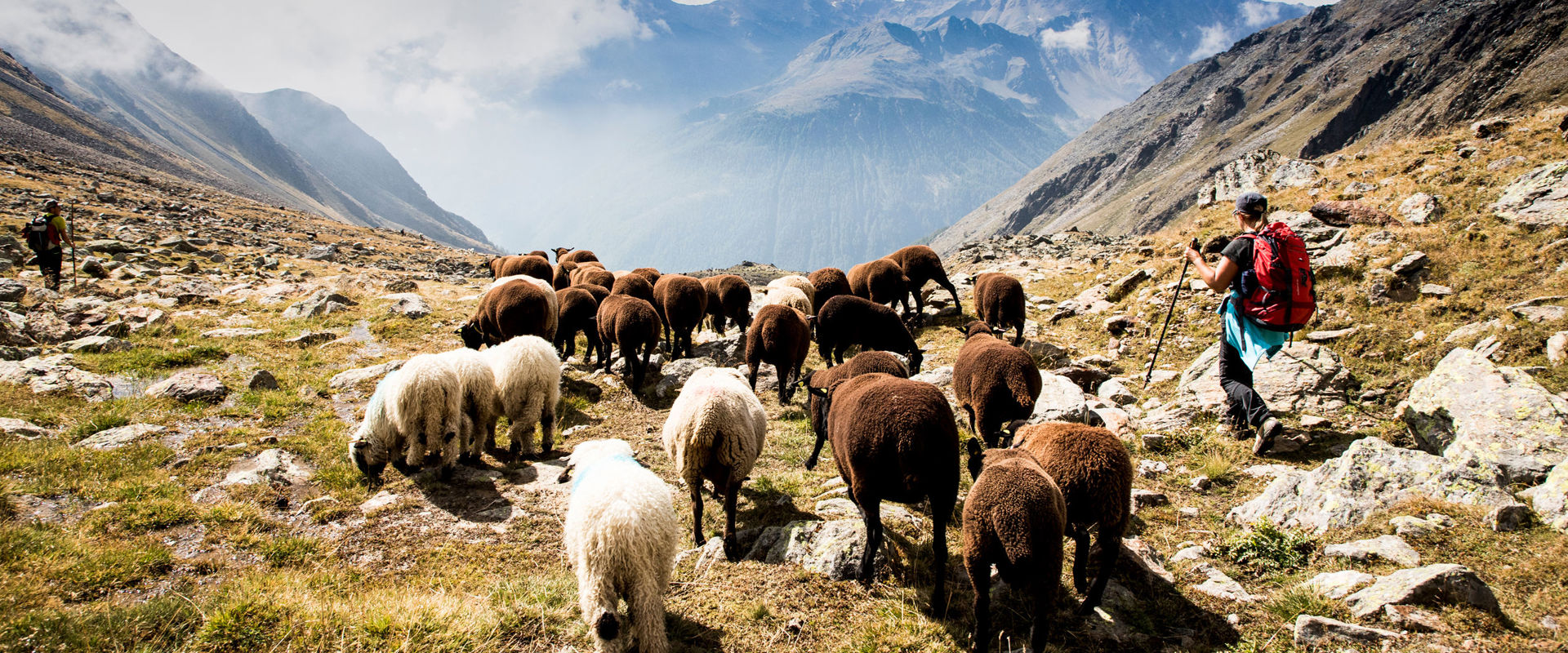 Transhumance Shepherd with herd of sheep on the mountain.