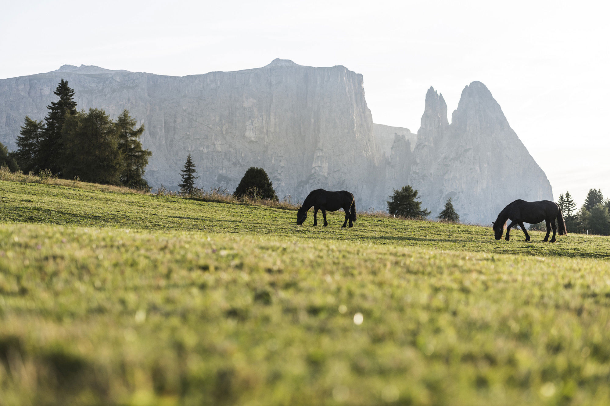 Horses on Seiser Alm pasture with Mt. Schlern