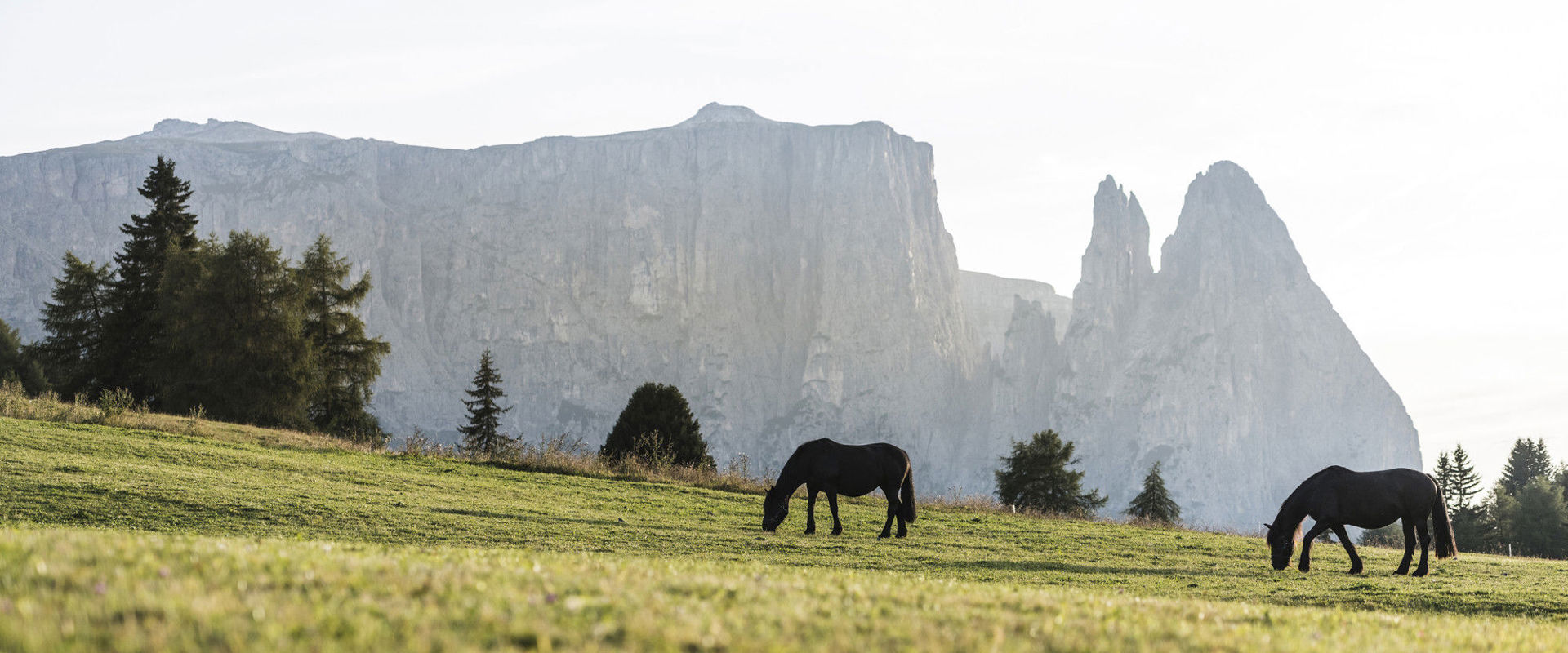 Schlern Horses on Seiser Alm pasture with Mt. Schlern