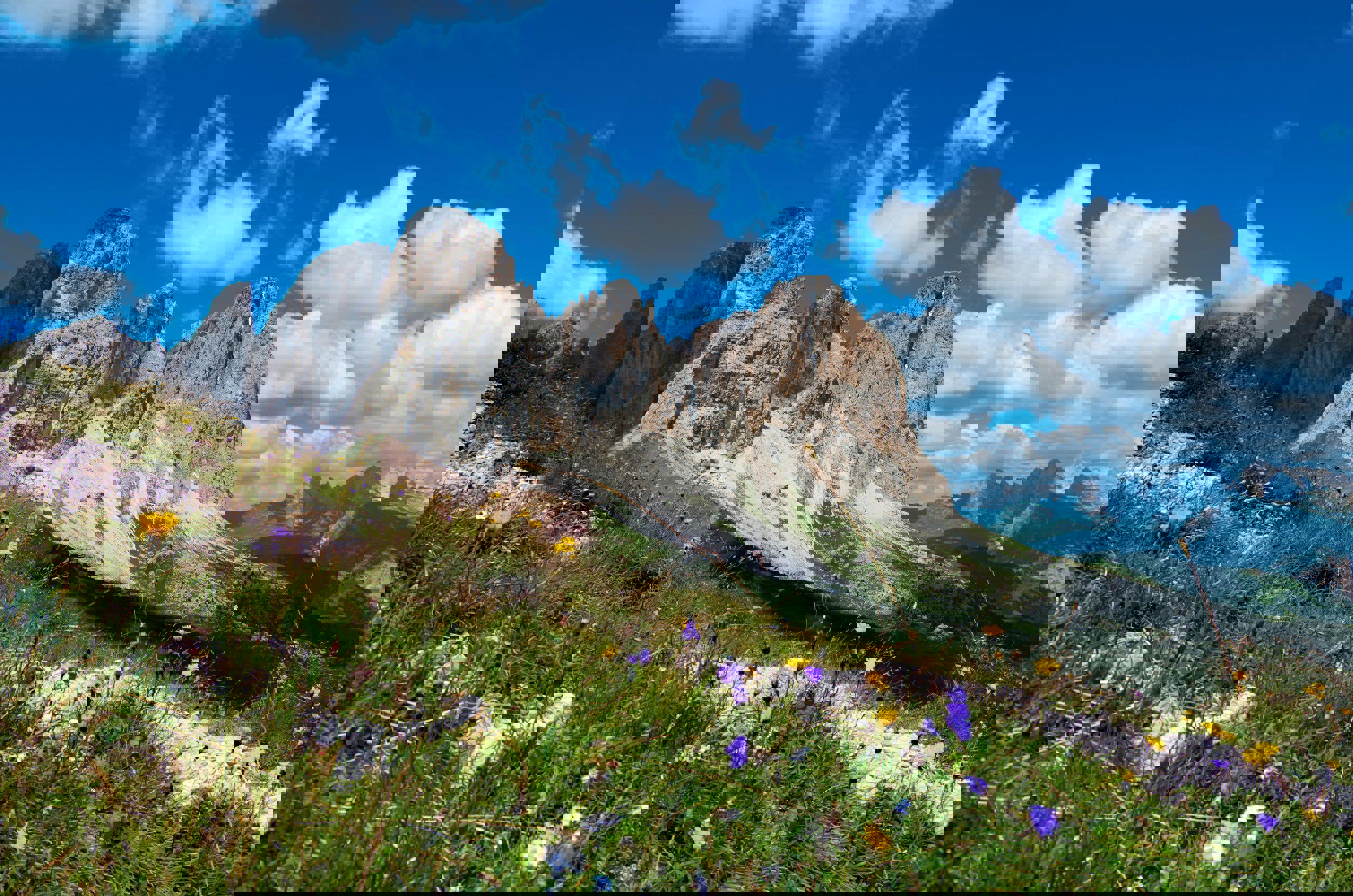 View of Mt. Langkofel with flowering Alpine meadow