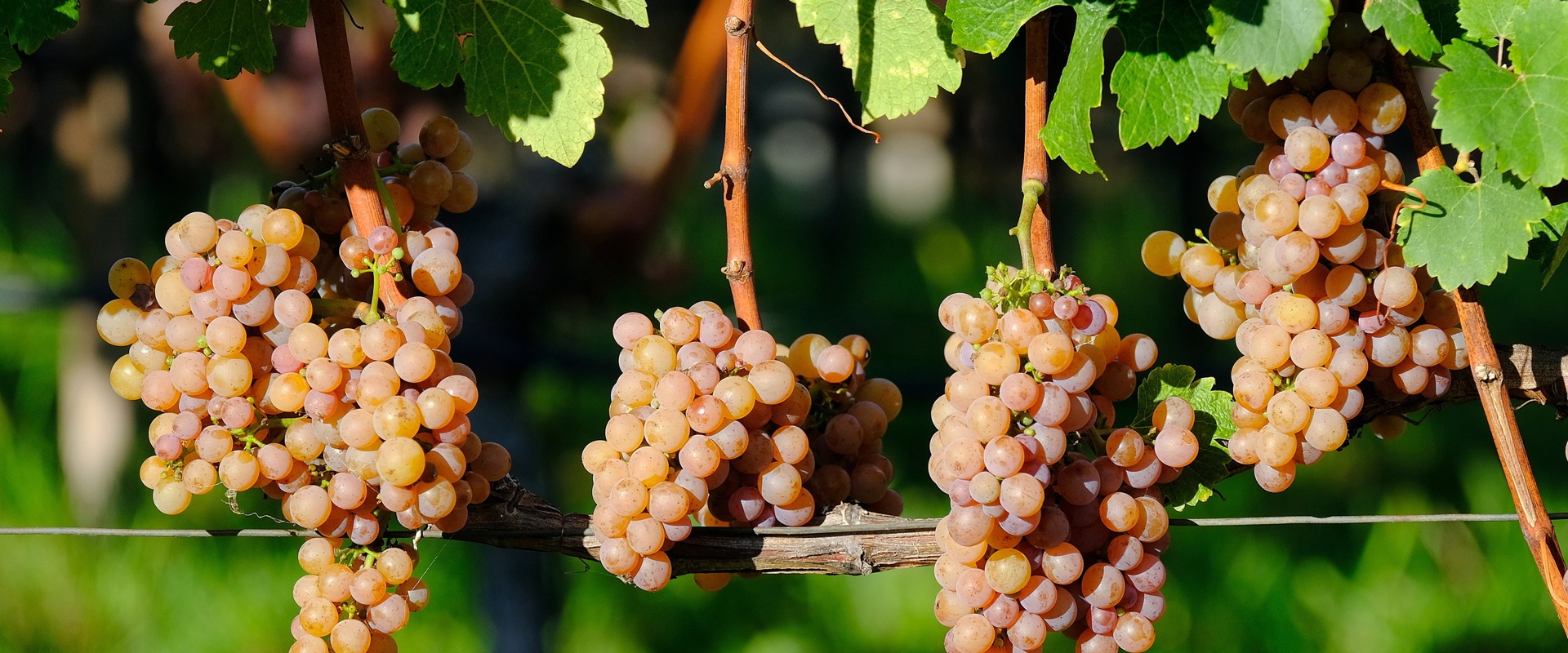 South Tyrolean wines Gewürztraminer grapevine