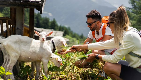 Ervaringen met dieren