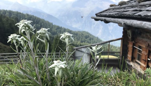 3 beroemde alpenbloemen
