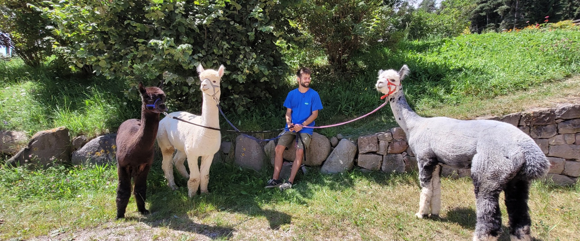 Adult goes for a walk with lamas.