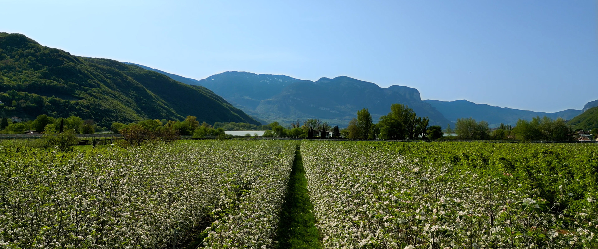 View of fruit orchards at Lake Kaltern in Southern South Tyrol
