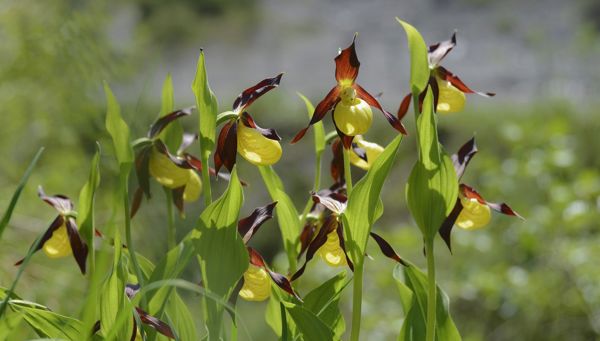 Beschermde schoonheden - wilde orchideeën in Zuid-Tirol