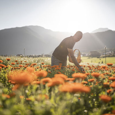 Man standing in a field of orange flowers, picking marigolds.