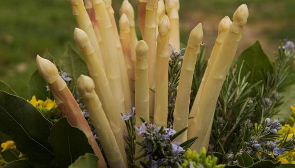 Asperges smaken naar de lente